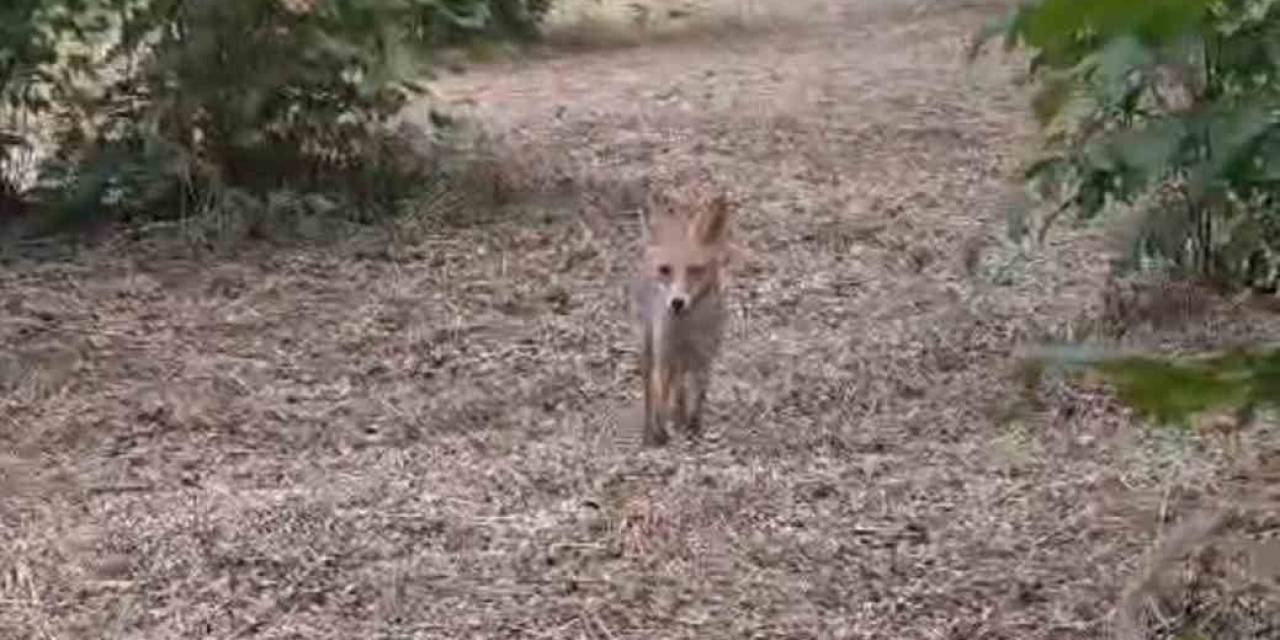 Yavru Tilki İle Bahçede Sohbet Etti