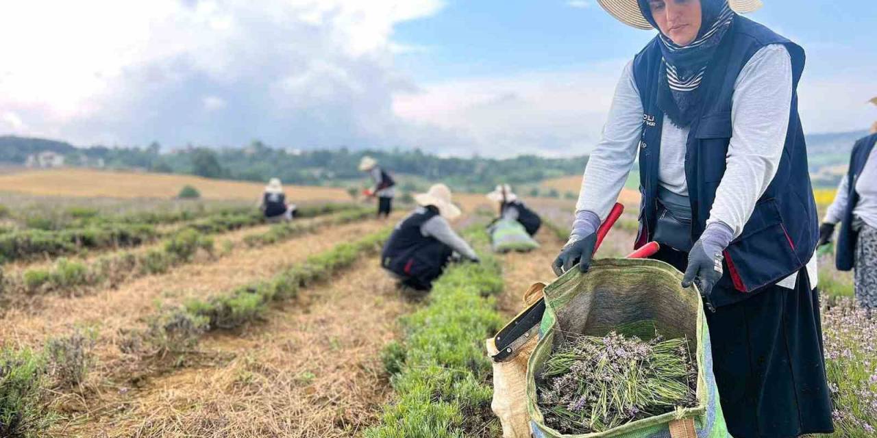 Kocaeli’de Mor Tarlalarda Lavanta Hasadı Başladı