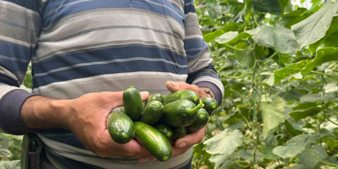 Eskişehir’de Salatalık Ve Kabak Fiyatları Üreticiyi Tatmin Edecek Seviyeye Ulaştı