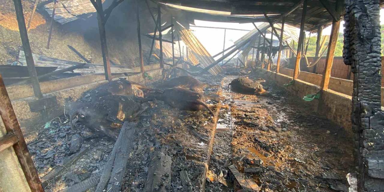 Ahır Yangınında 14 Hayvan Telef Oldu, 1 Kişi Yaralandı