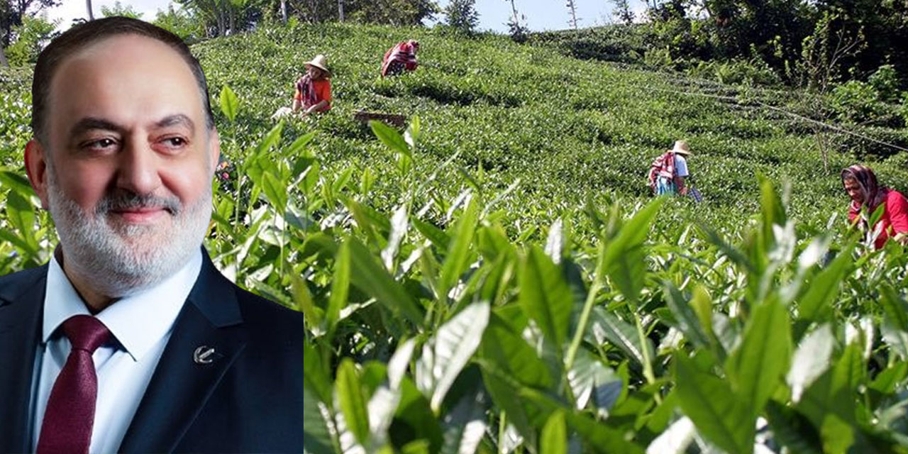 Zerdeci: Çay Kanunu’nun Çıkarılmaması Hükümetin Samimiyetsizliğidir