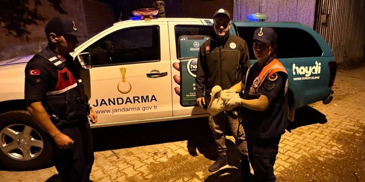 Jandarma Ekiplerince Yaralı Halde Bulunan Leylek Koruma Altına Alındı