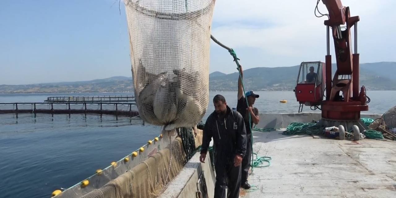 Hayvansal Ürün İhracatından Milyonlarca Döviz Geliri