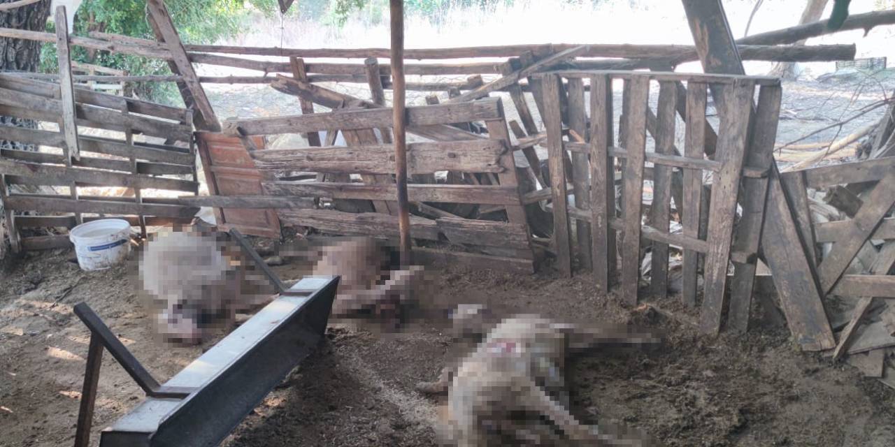 Ağıla Kurt Saldırdı: 2 Koyun, 1 Keçi Telef Oldu