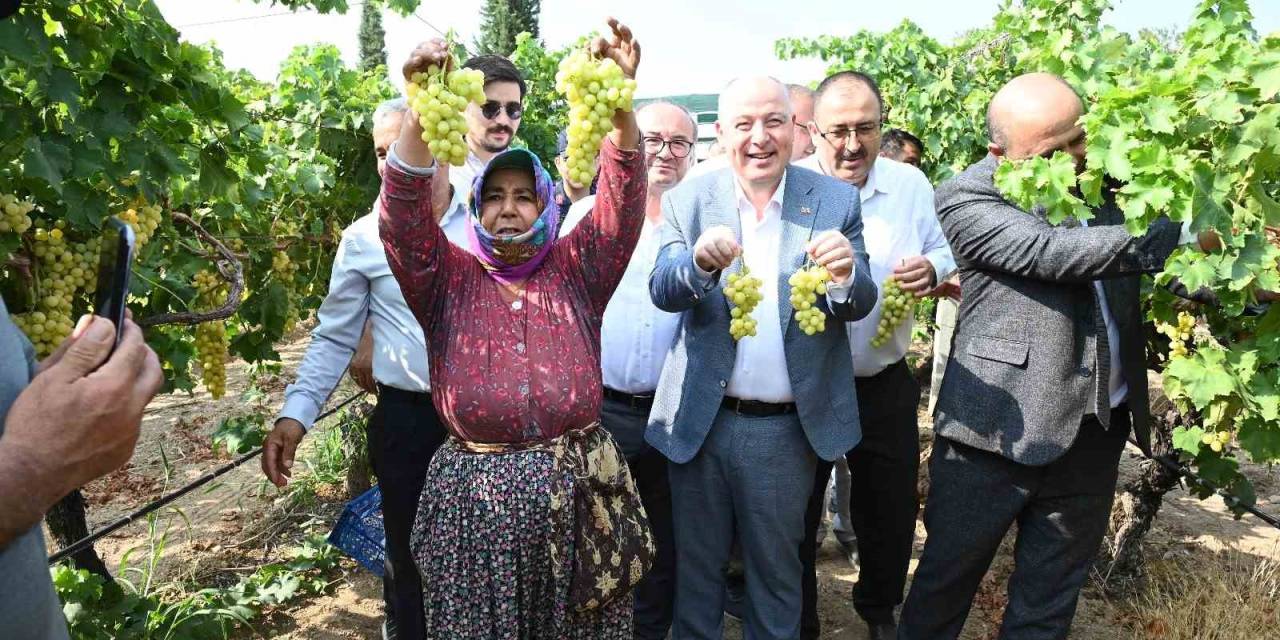 Denizli’de Üzüm Hasadı Başladı