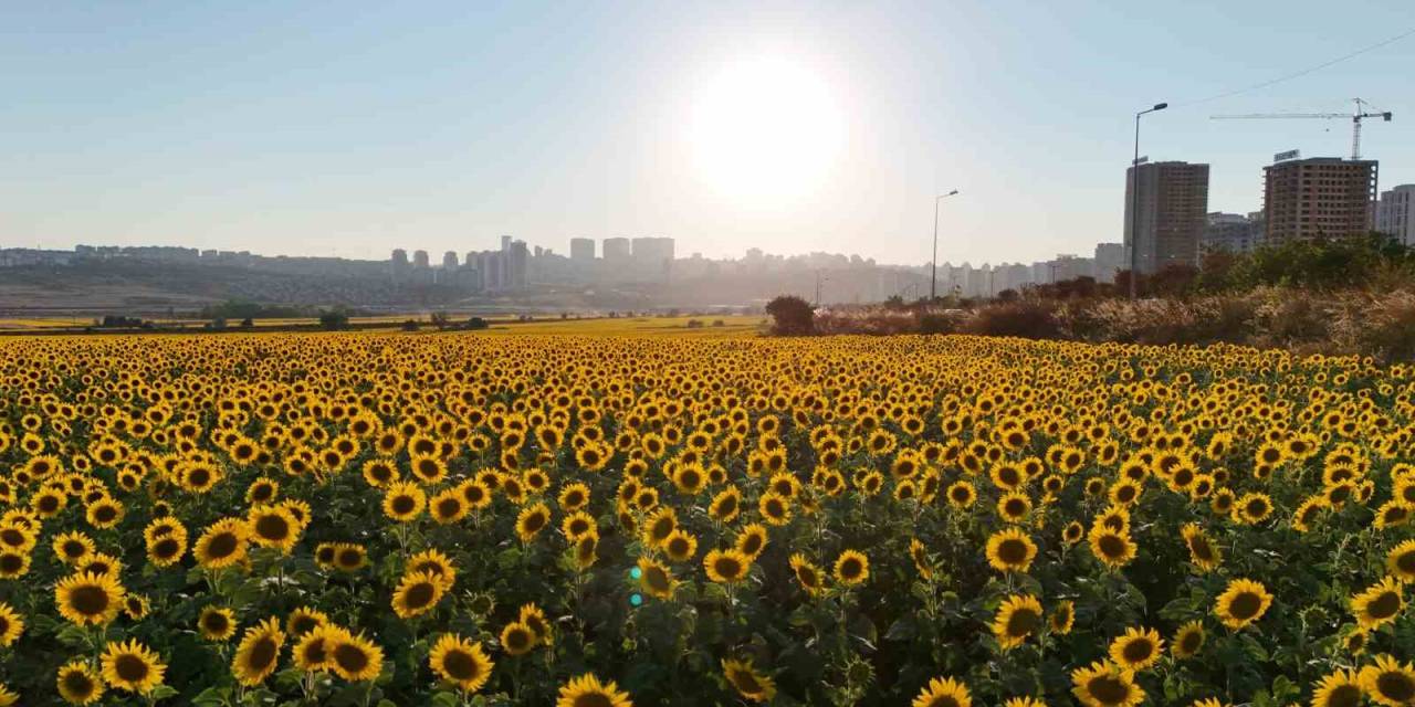 Betonlaşan İstanbul’da Eşsiz Ayçiçek Tarlaları