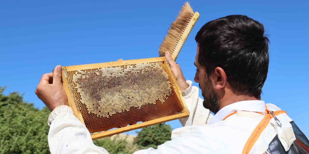 Küresel Isınma Arıcıları Vurdu, Rekoltede Bin Tondan 500 Tona Düştü