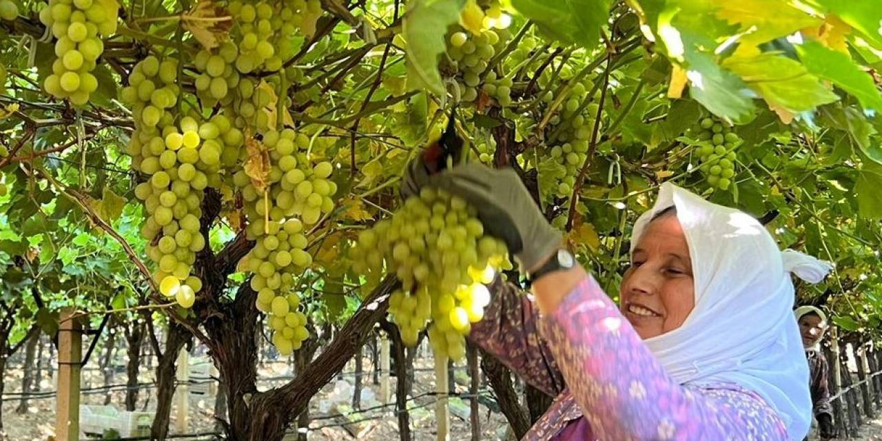 Sarıgöl’de Üzüm Hasadı Başladı