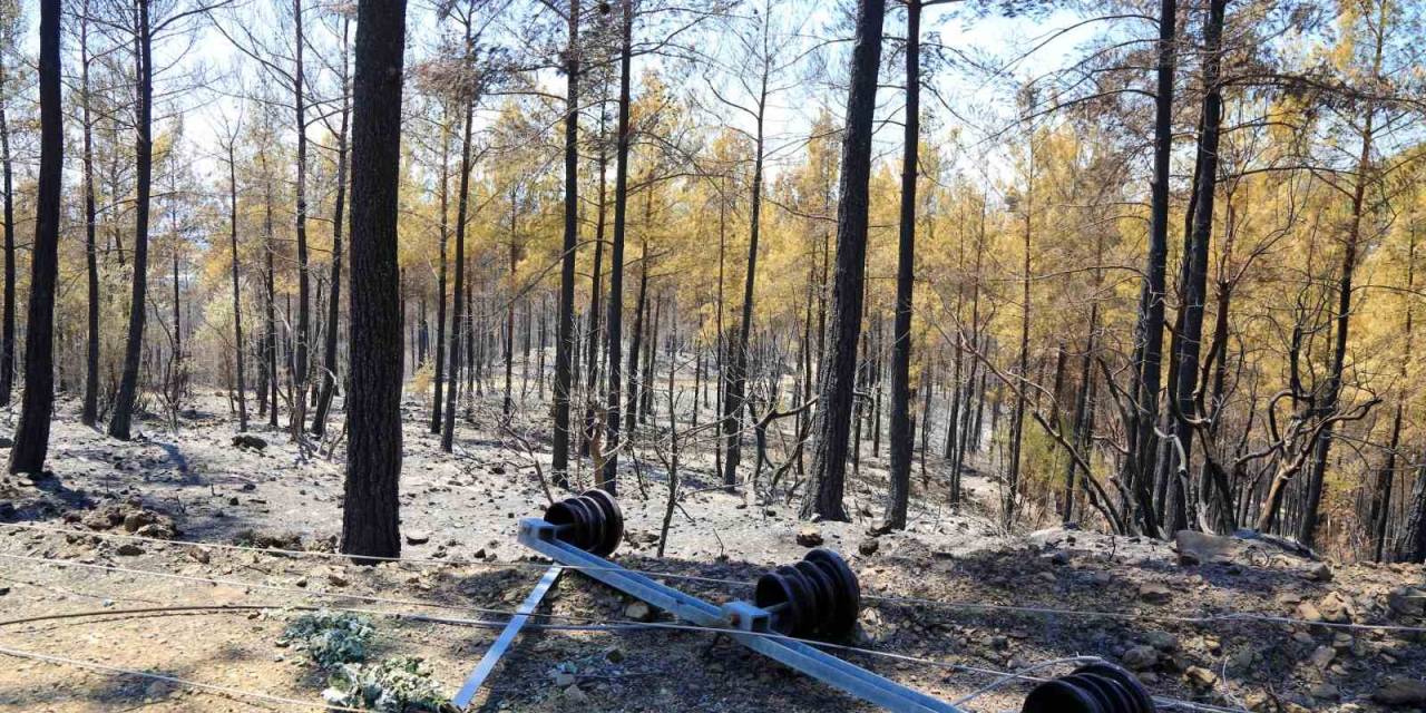 Yangına Neden Olan Elektrik Hattı Da Küle Döndü