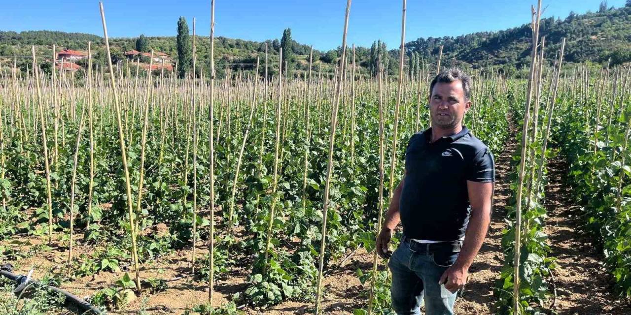 Fasulyede Yüksek Verim Yüzleri Güldürdü