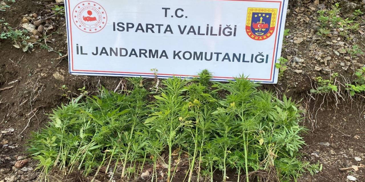 Isparta’da Yasa Dışı Kenevir Ekimi Yapan 1 Şahsa Adli İşlem Başlatıldı
