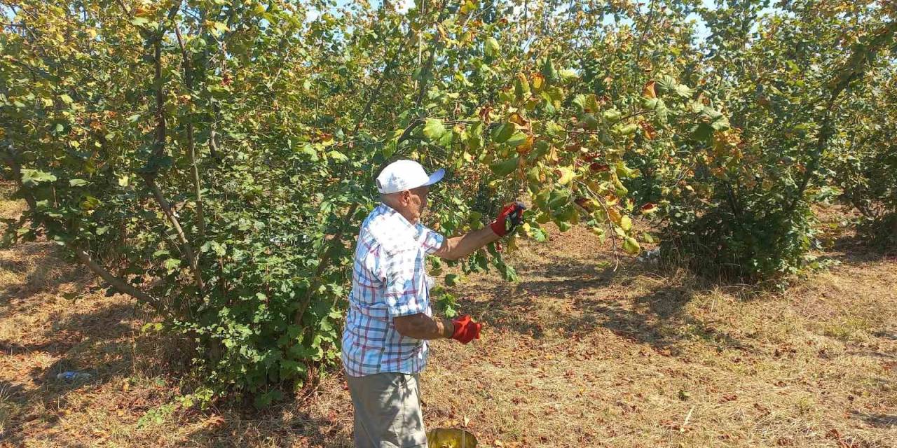 Fındık Üreticileri Erkenden Hasat Yapmaya Başladı
