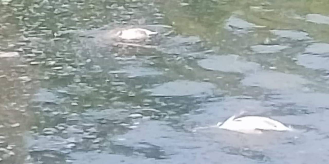 Yüzlerce Balık Telef Oldu