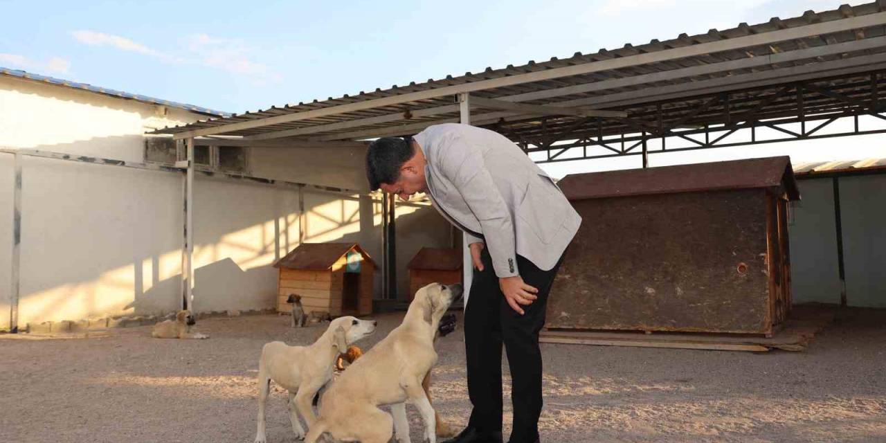 Yeni Hayvan Kasabası Yapılacak