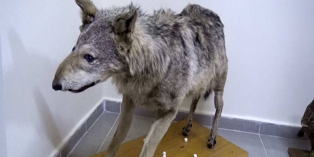 Türkiye’nin İlk Doğa Tarih Müzesinde 5 Bin Çeşit Materyal Sergileniyor