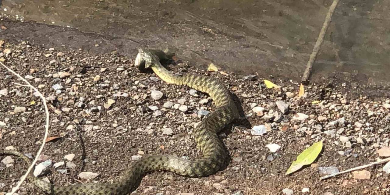 Kars’ta Yılanın Balık Avı Kamerada