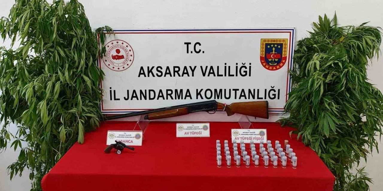 Kenevir Yetiştirip Uyuşturucu Ticareti Yapan 3 Şahıs Operasyonla Yakalandı