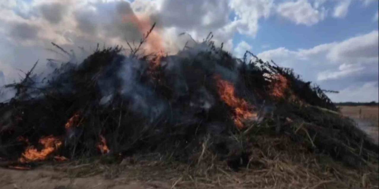 Babaeski’de 2 Milyon Kök Kenevir İmha Edildi