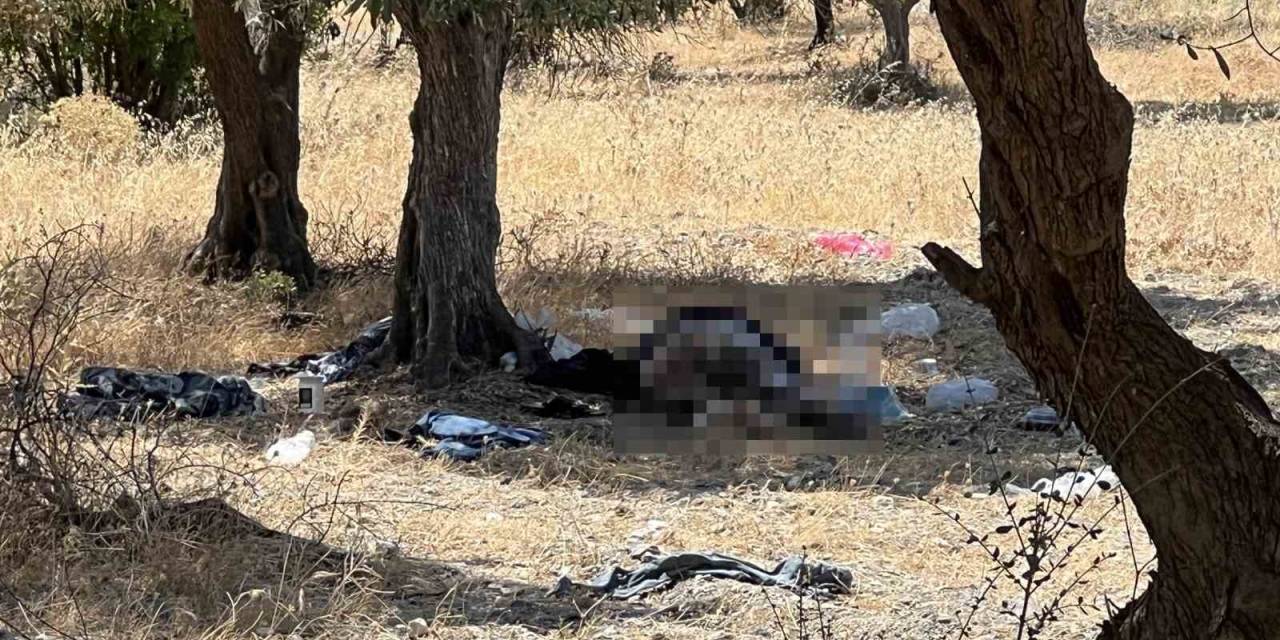 Manisa’da 15 Yıldır Zeytinlikte Yaşayan Şahıs Ölü Bulundu