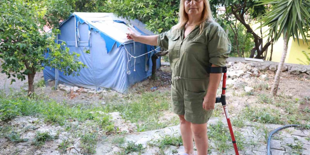 Gurbetçi Kadının İlk Misafirleri Yaban Domuzu Sürüsü Oldu