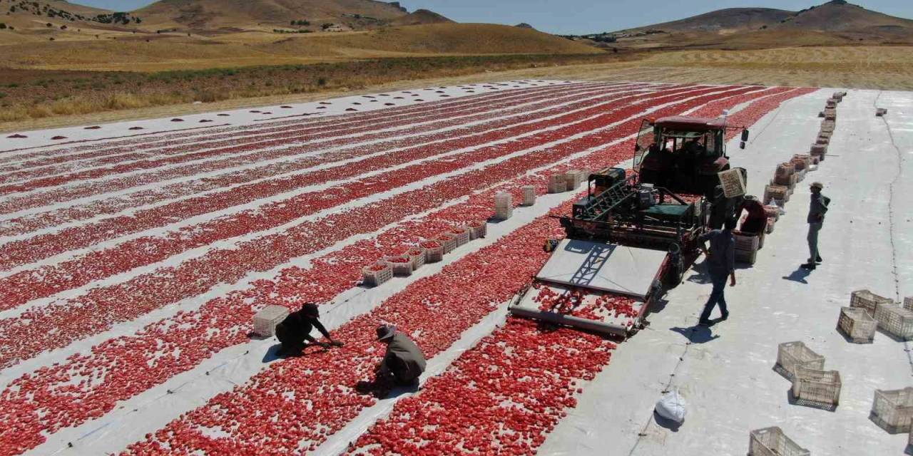 Dünya Sofralarını Elazığ Süslüyor: Tonlarca Domates İhraç Ediliyor