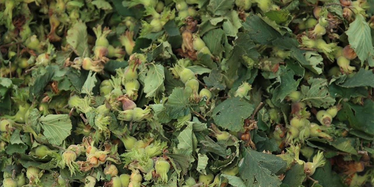 Fındık alım fiyatı belirlendi