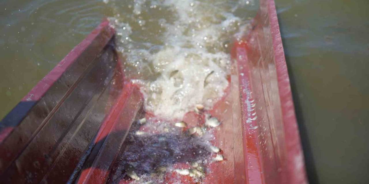 Samsun’da Su Kaynaklarına 3 Milyon 5 Bin Sazan Yavrusu Bırakıldı