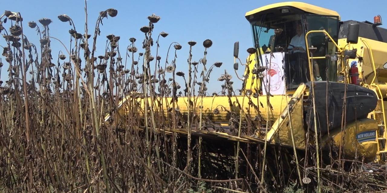 Osmaniye’de Ayçiçek Hasadı Başladı