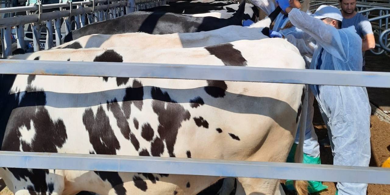 Kuyucak’ta Hayvan Sağlığı İçin Kan Örnekleri Alındı