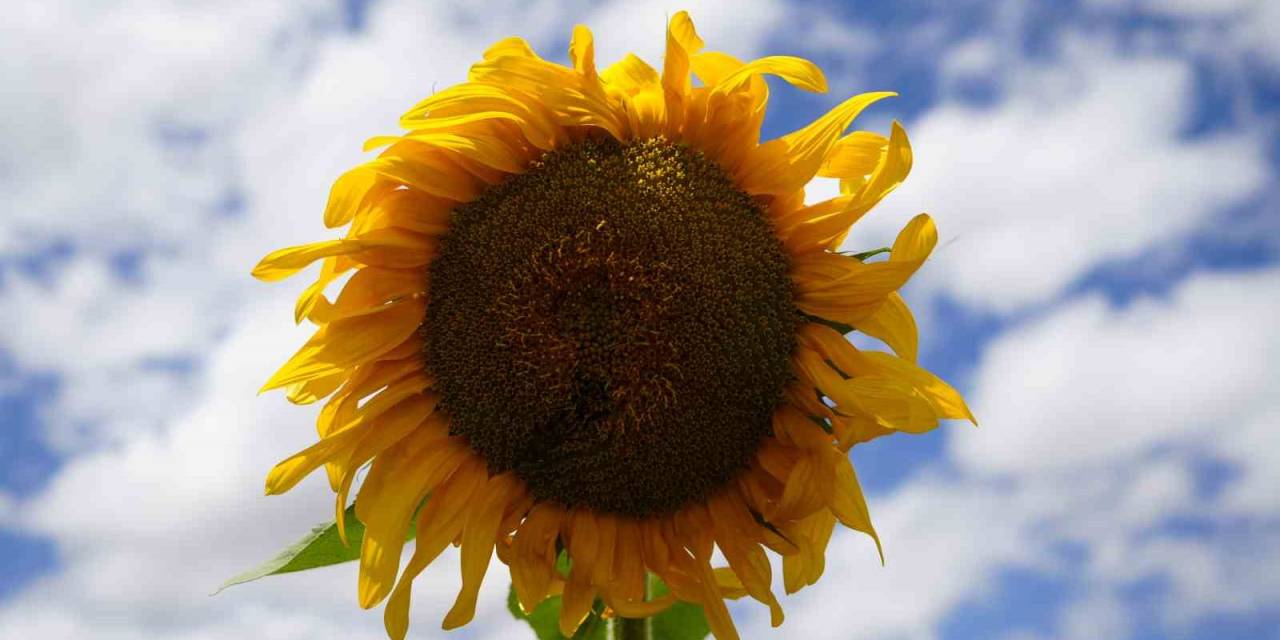 Gümüşhaneli Çiftçiler İlk Kez Ekimini Gerçekleştirdikleri Ayçiçeklerinden Umutlu