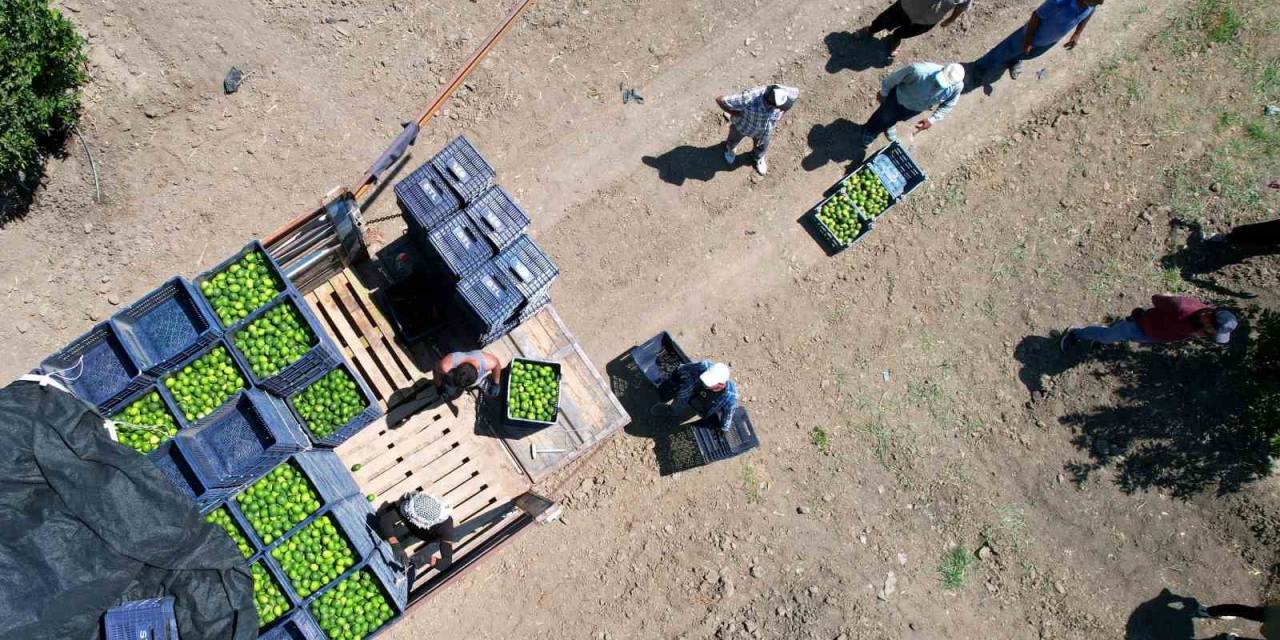 Adana’da Limonun Fiyatını Düşürecek Hasat Başladı