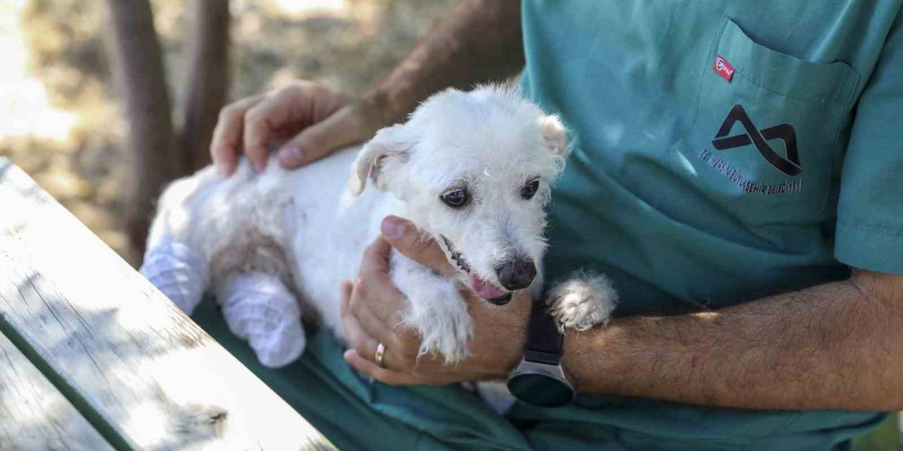 Polis Ve İtfaiye Kurtarmıştı: Ayakları Kesilen Köpek Sağlığına Kavuştu