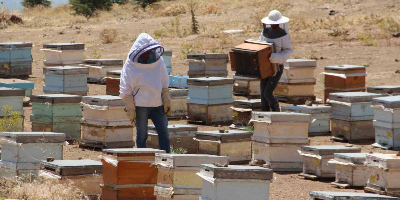 Erzincanlı Arıcıların “Tatlı” Hasat Telaşı Başladı