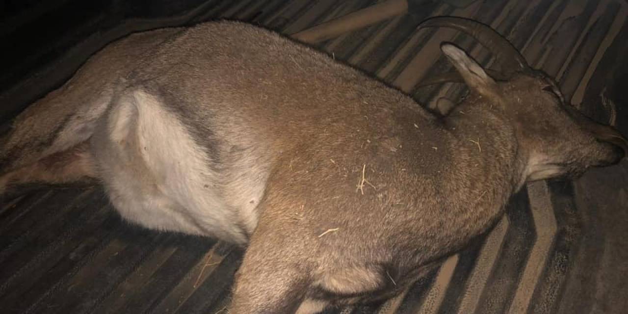 Dağ Keçisi Avına 694 Bin Lira Para Cezası