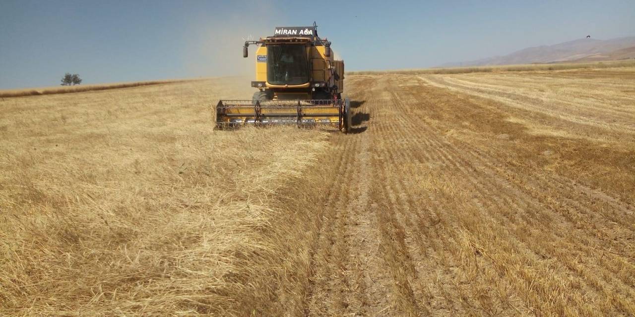 Tmo Hububat Alımına 8 Ağustos’ta Başlayacak