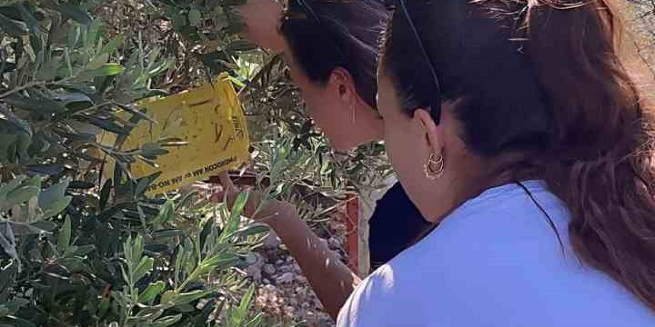 Zeytin Üreticilerine “İlaçlama” Çağrısı