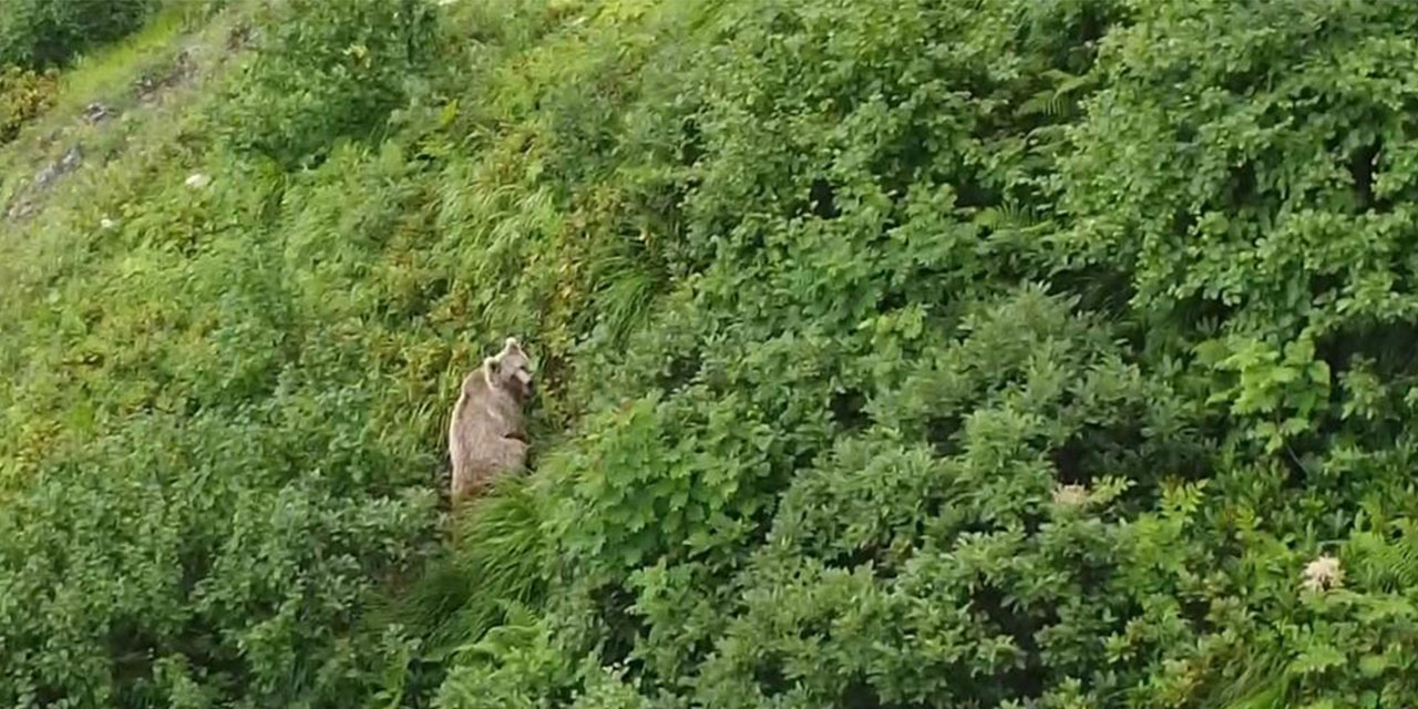 Rize’de yaylada koşturan boz ayı dron ile görüntülendi