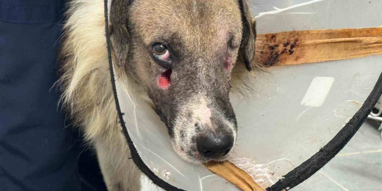 Alkollü Şahsın Vurduğu Köpeği Hande Yener Sahiplendi