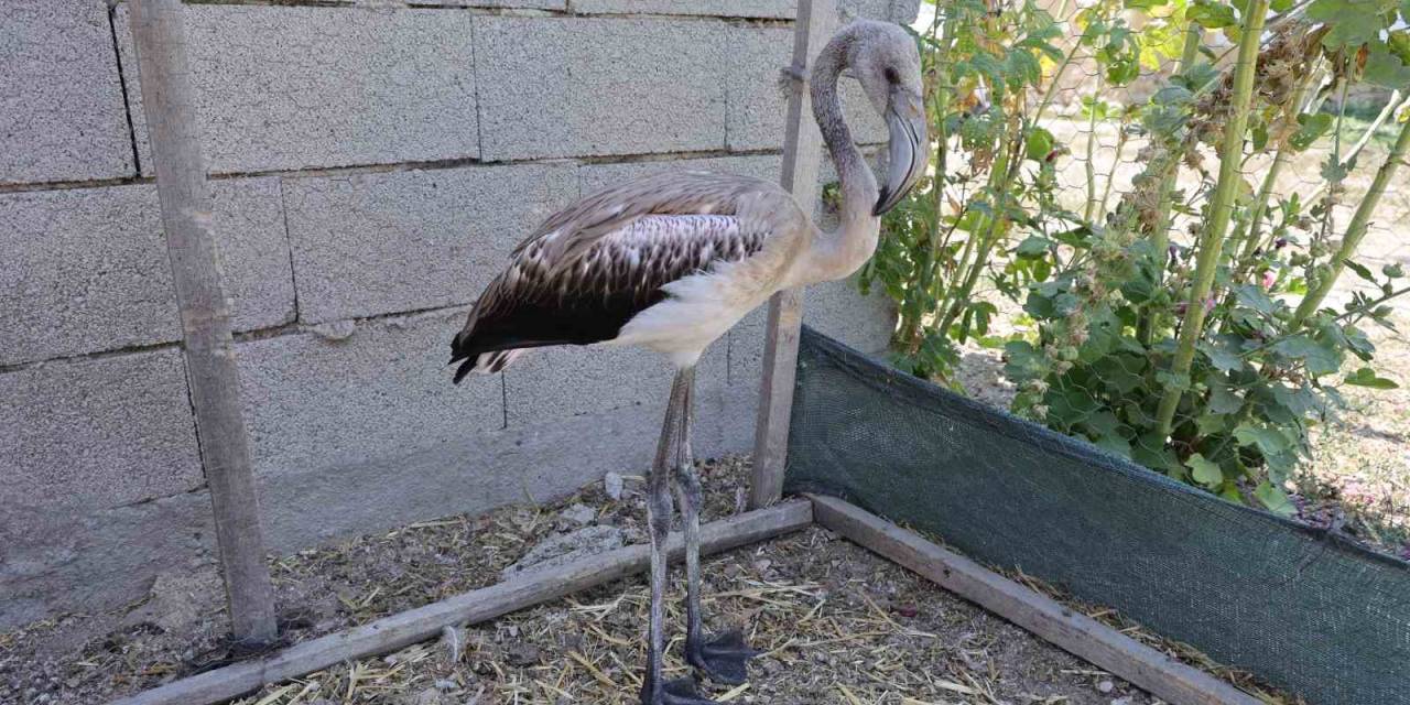 Sürüsüyle Uçarken Çiftliğe Düşen Yavru Flamingo Tuz Gölü’ne Bırakıldı