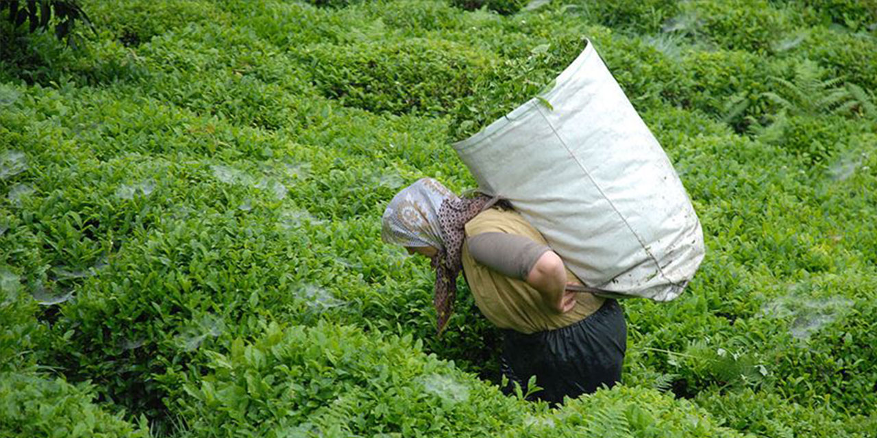 ÇAYKUR Yaş Çay Torbası ile Çay Alımı Yapmayacak