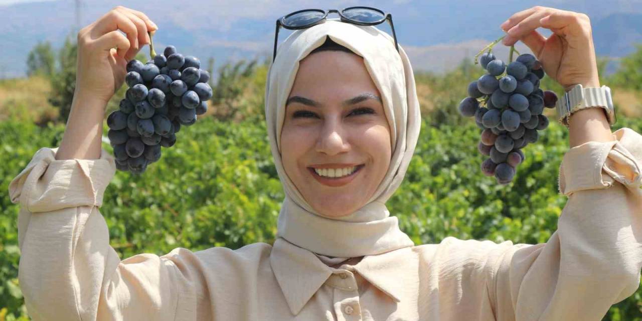 Erzincan’ın Tescilli Cimin Üzümü, Dünyaca Meşhur İtalya’nın Üzümüne Rakip Oldu