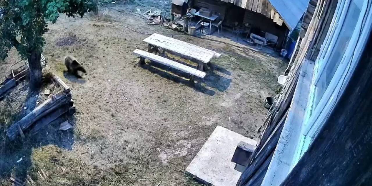 Gündüz Vakti Bahçeye Giren Ayı Sebzeleri Talan Etti