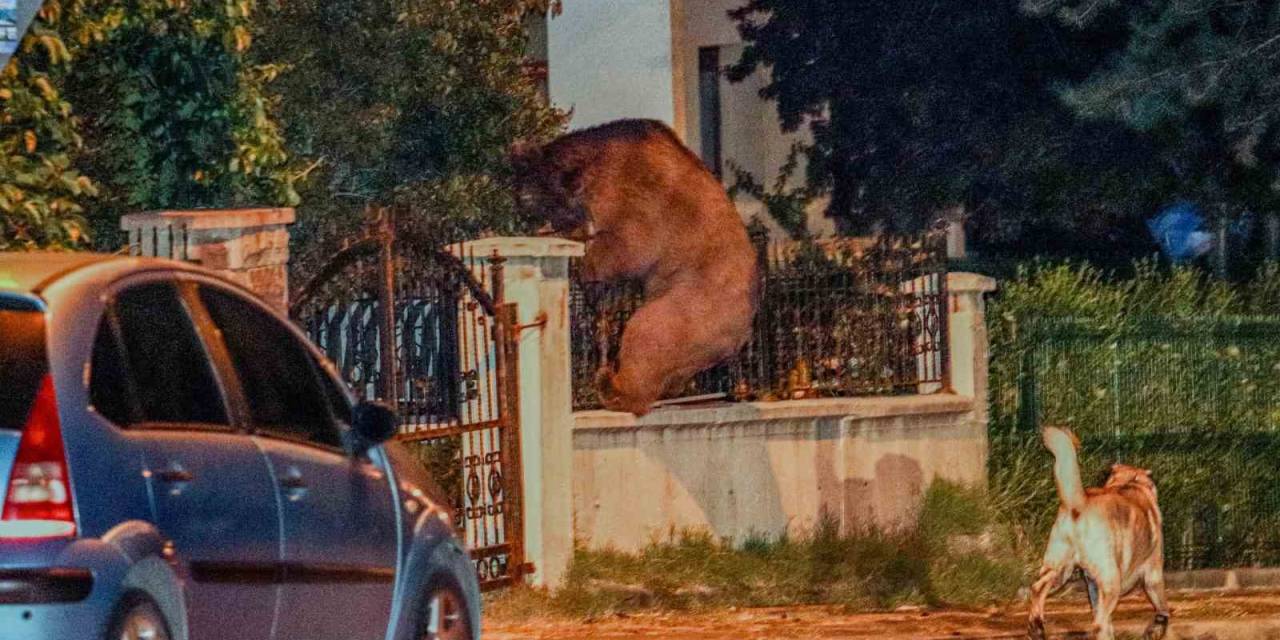 Aç Kalan Ayı Başkentte Şehre İndi
