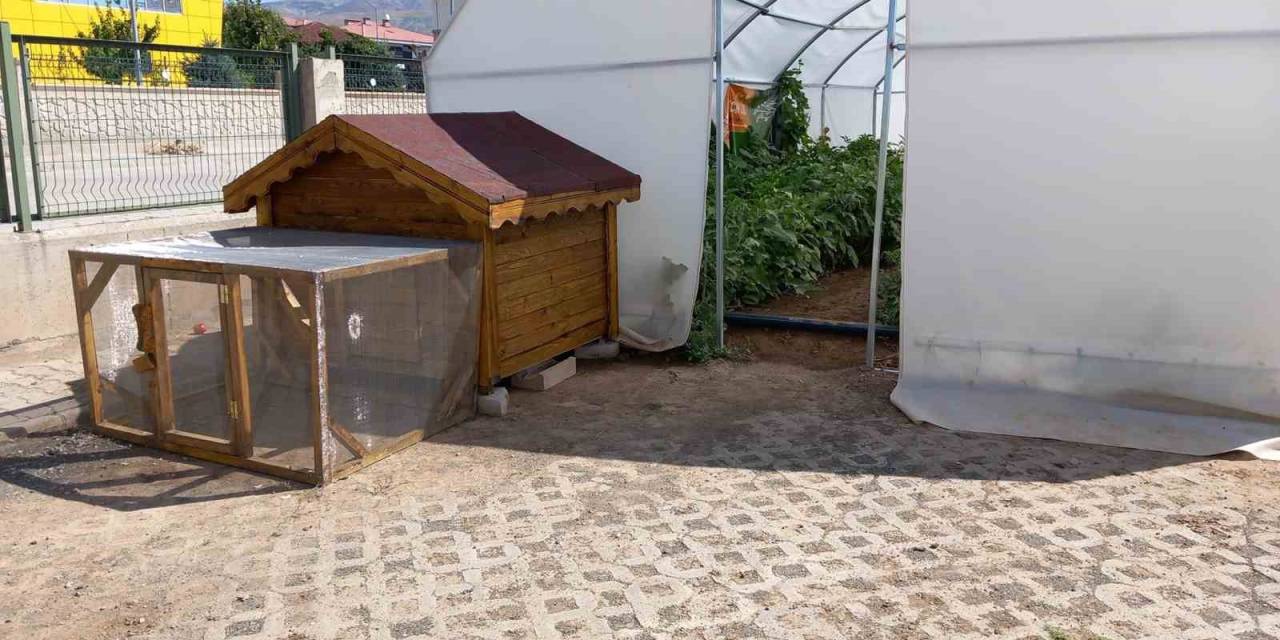 Erzincan’da Okuldaki Çiftlik Büyümeye Devam Ediyor