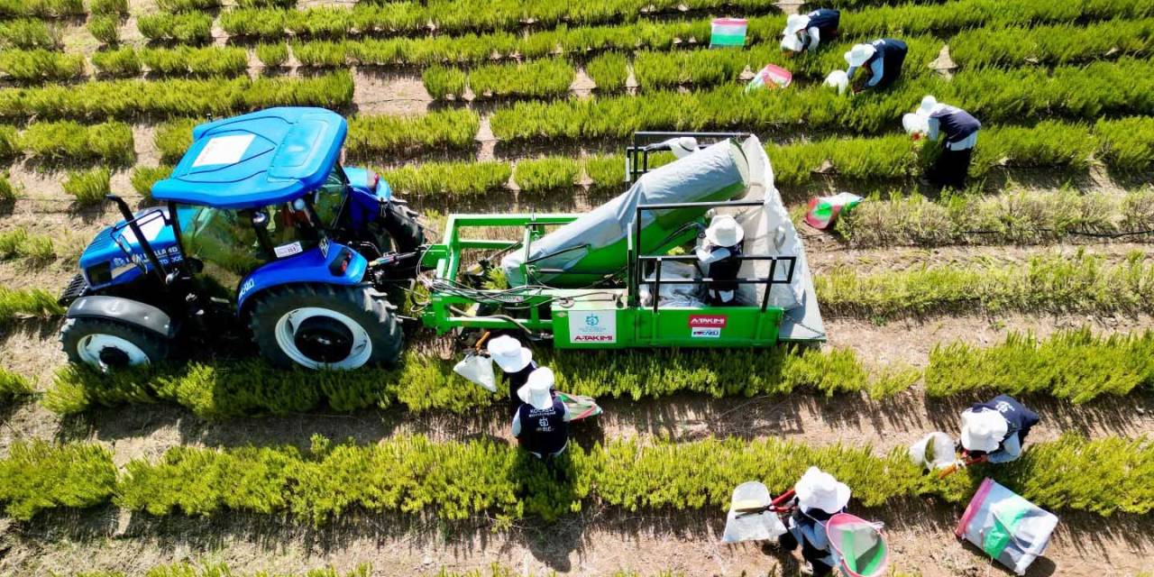 Tarımda Yenilik: Yerli Üretim Makineyle Biberiye Hasadı