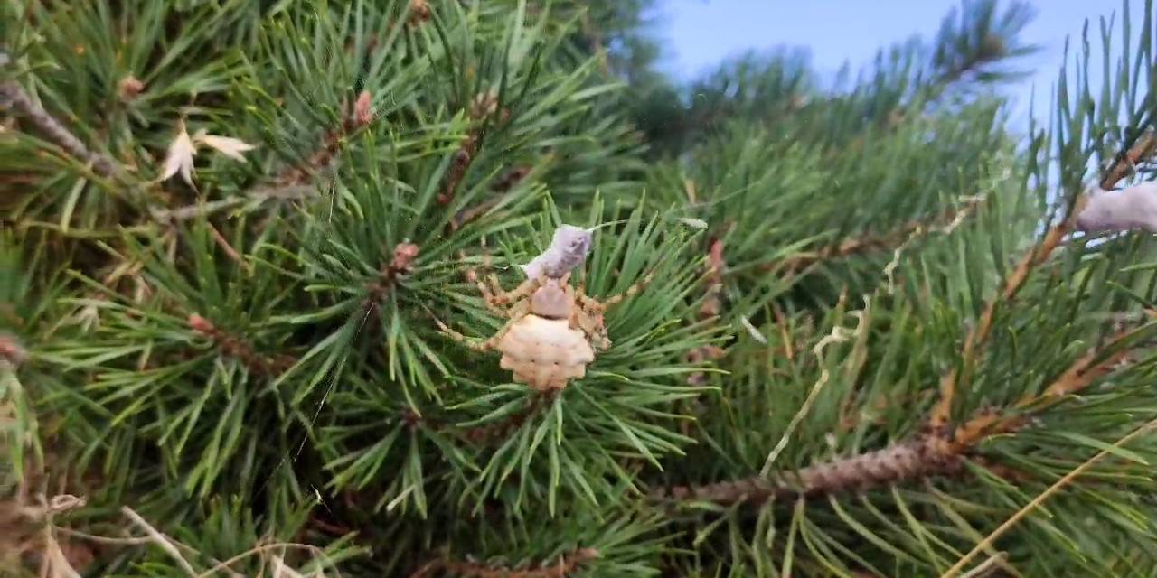 Zehirli Örümcekler Arasında, Tokat’ta Görüntülendi