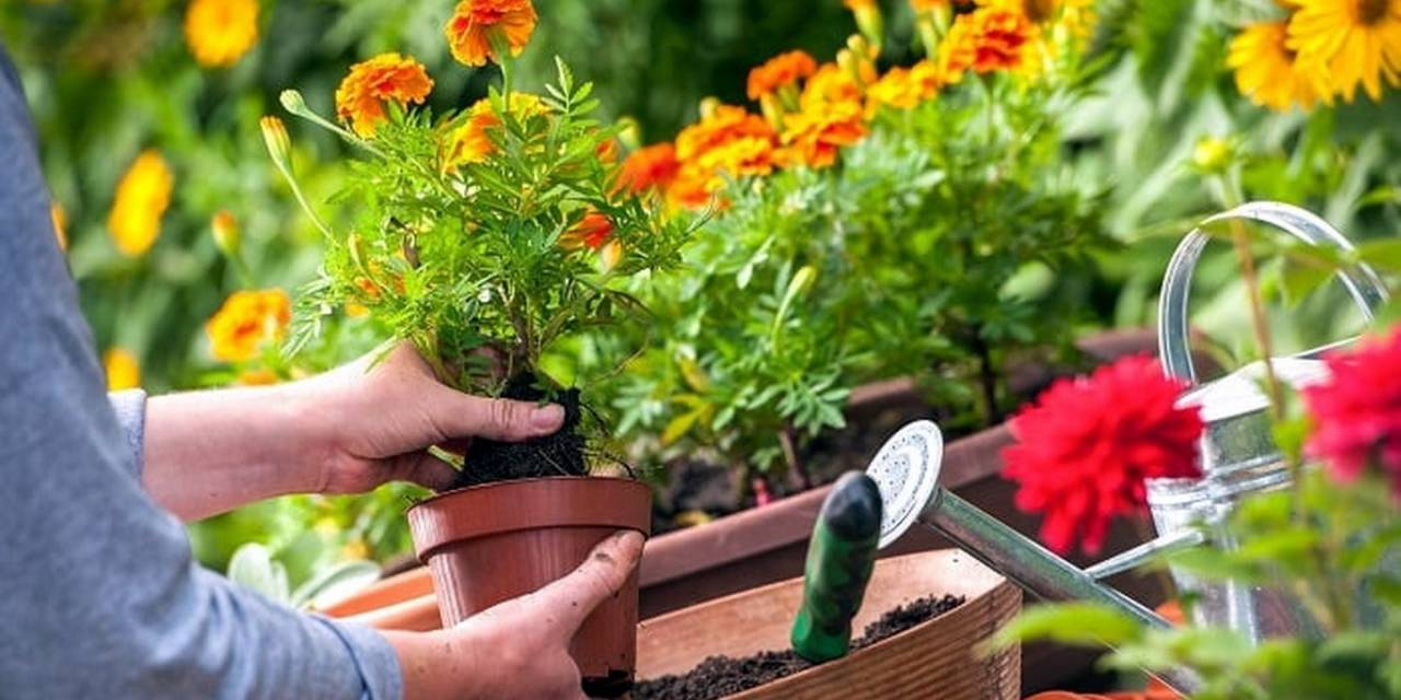 Akdeniz Belediyesi ’süs Bitkileri Yetiştiriciliği Kursu’ Düzenleniyor