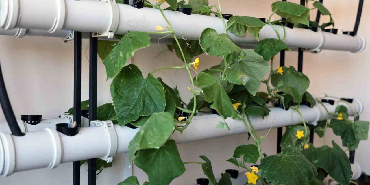 Talas Belediyesi’nde Yine Bir İlk; Topraksız Tarım