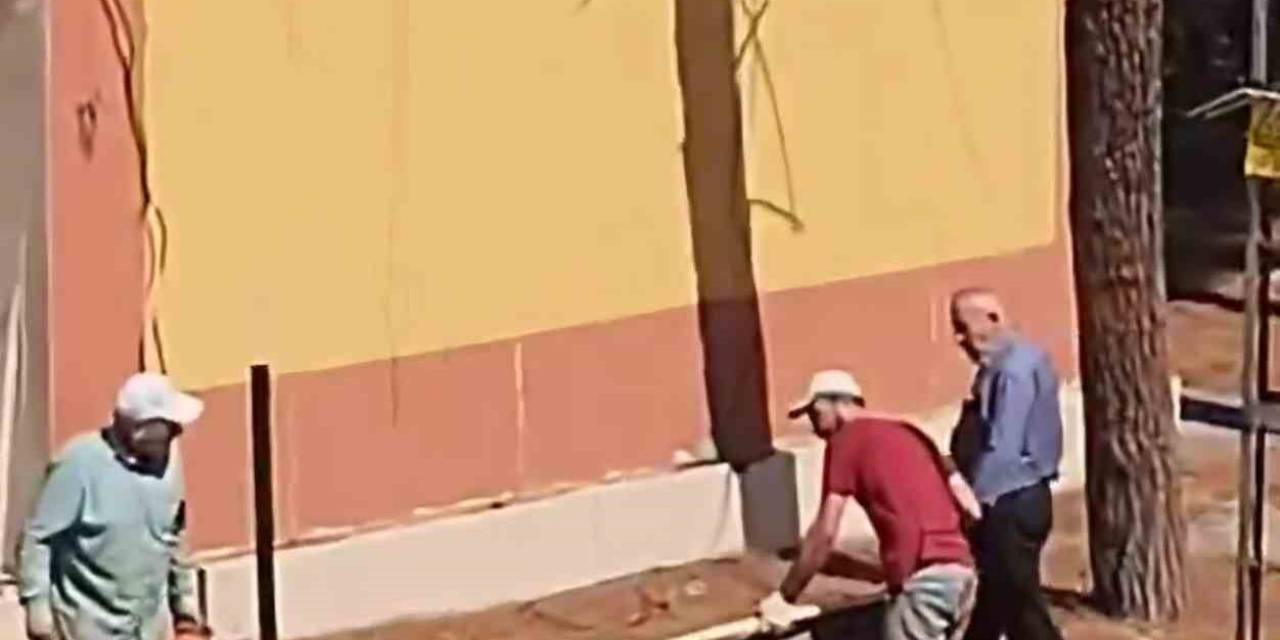 Kozalak Düşüyor İddiasıyla Kesilen Ağaçlar Tepkilere Neden Oldu