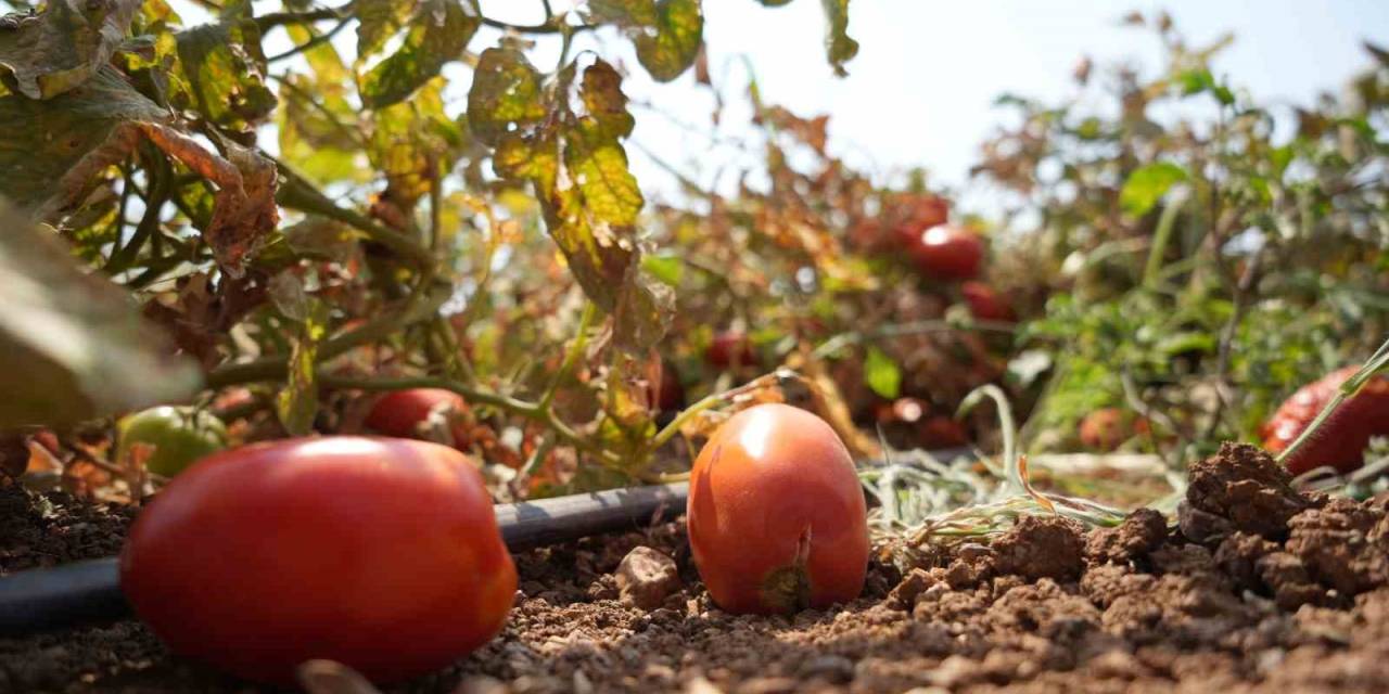Sosyal Medyada Çağrı Yaptı, Tarlada Kalan Domatesi Bedava Dağıttı